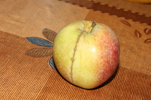 Apfelsägewespe — Bild 1 von 3