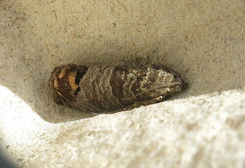 Apfelwickler - Bild 6