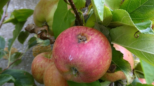 Apfelwickler — Bild 4