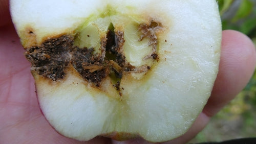 Apfelwickler — Bild 2