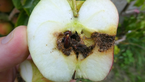 Apfelwickler — Bild 3