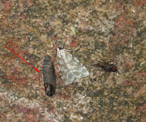 Apfelwickler - Bild 8