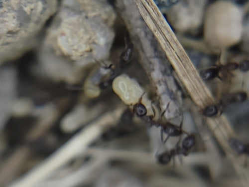 Argentinische Ameise - Bild 5