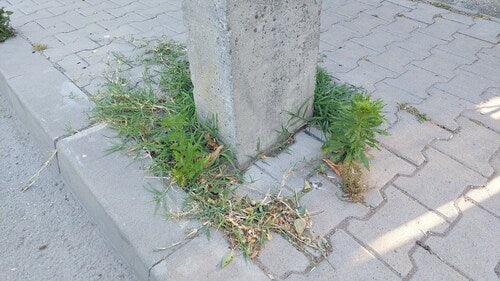Artemisia Annua — Bild 5