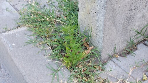 Artemisia Annua — Bild 2