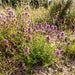 Arznei-Thymian (Thymus pulegioides) in Blüte im naturnahen Garten (KI-generiert)