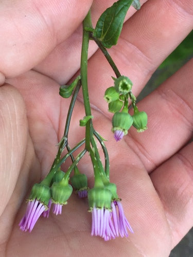 Aschenblume — Bild 4 von 10