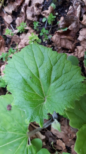 Aschenblume — Bild 3 von 10