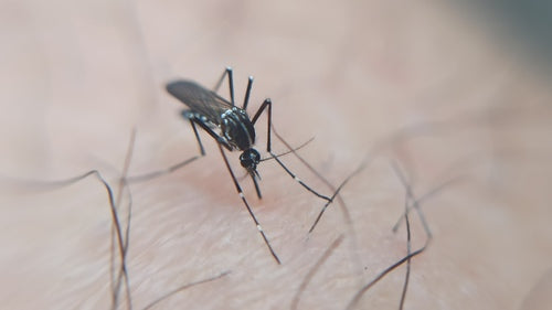 Asiatische Tigermücke — Bild 5 von 53