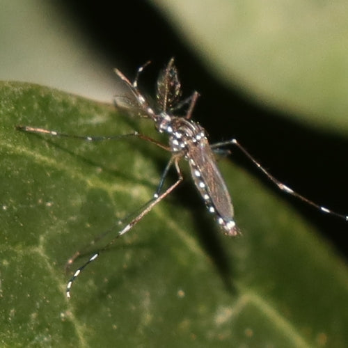 Asiatische Tigermücke — Bild 3