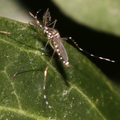 Asiatische Tigermücke — Bild 2