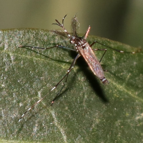 Asiatische Tigermücke — Bild 1