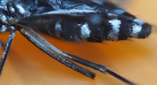 Asiatische Tigermücke - Bild 5