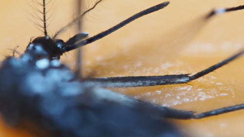 Asiatische Tigermücke - Bild 7