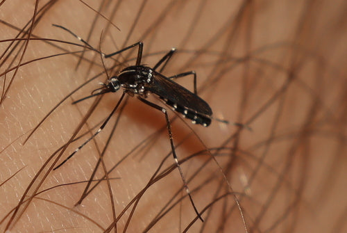 Asiatische Tigermücke - Bild 3