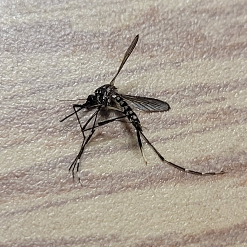 Asiatische Tigermücke — Bild 5
