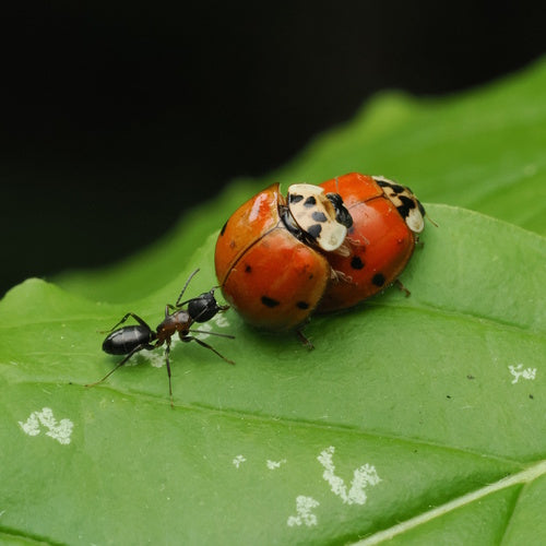 Asiatischer Marienkäfer - Bild 6