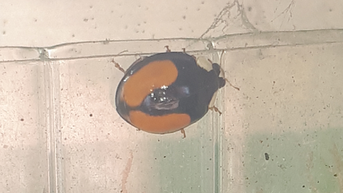 Asiatischer Marienkäfer - Bild 2