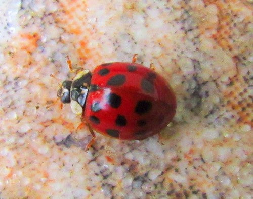 Asiatischer Marienkäfer - Bild 3