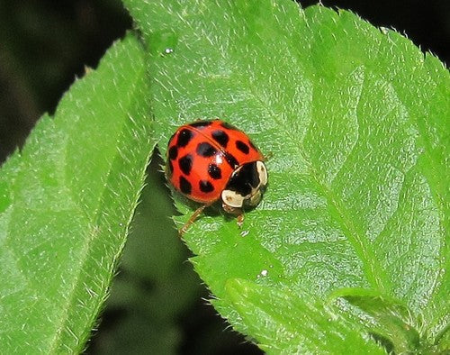 Asiatischer Marienkäfer - Bild 4