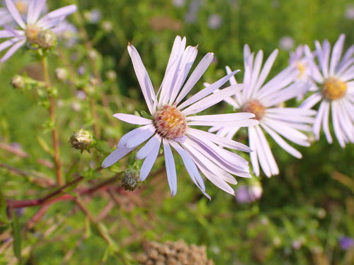 Astern — Bild 1