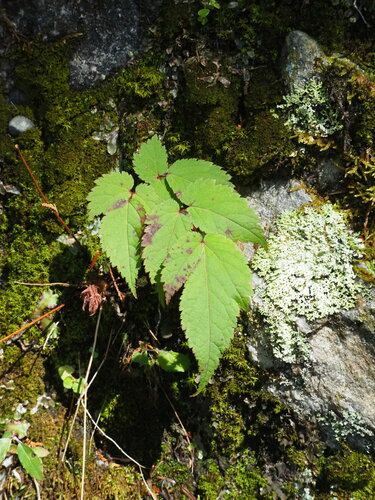 Astilben — Bild 5