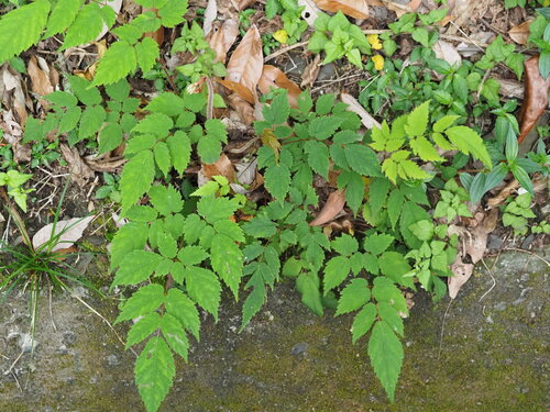 Astilben — Bild 2