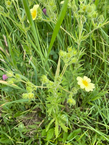 Aufrechtes Fingerkraut — Bild 3 von 10