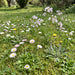 Ausdauerndes Gänseblümchen (Bellis perennis) in Blüte im naturnahen Garten (KI-generiert)