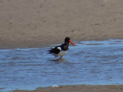 Austernfischer — Bild 5