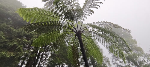 Australischer Baumfarn — Bild 4 von 8