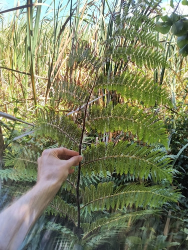Australischer Baumfarn — Bild 3 von 8