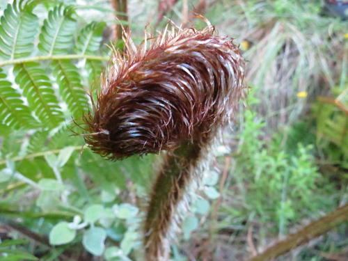 Australischer Baumfarn — Bild 5 von 8