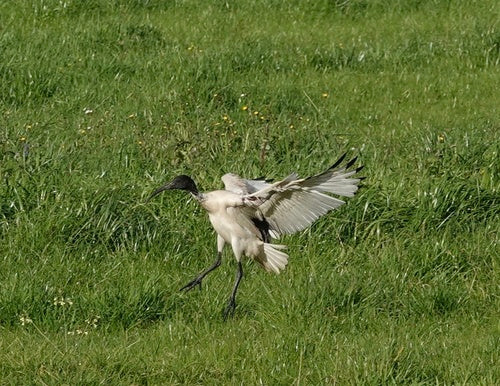 Australischer Ibis — Bild 4 von 9