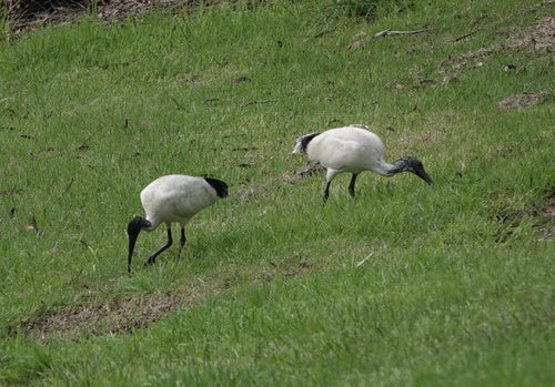 Australischer Ibis — Bild 5 von 9