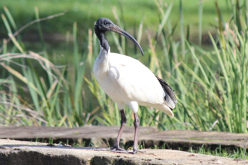 Australischer Ibis — Bild 2 von 9