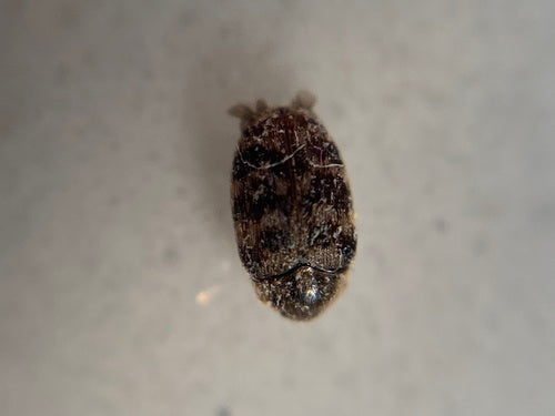 Australischer Teppichkäfer - Bild 7
