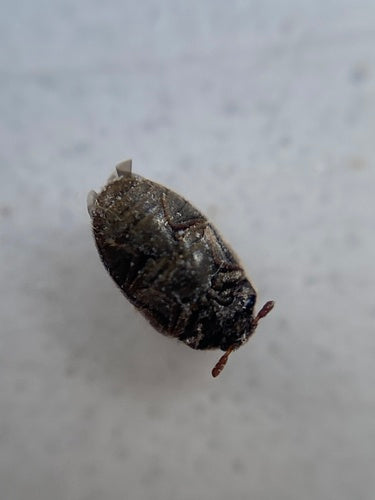 Australischer Teppichkäfer - Bild 8