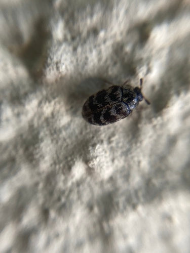 Australischer Teppichkäfer - Bild 4