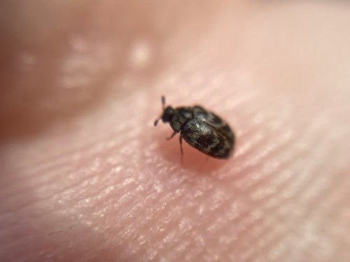 Australischer Teppichkäfer - Bild 5