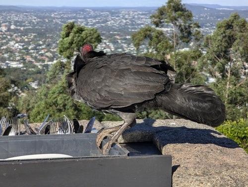 Australisches Buschhuhn — Bild 4 von 8