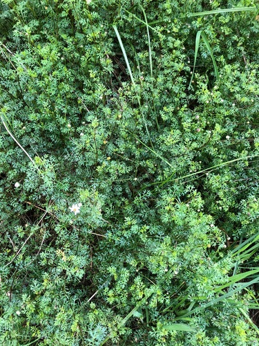 Australisches Gänseblümchen — Bild 4 von 8