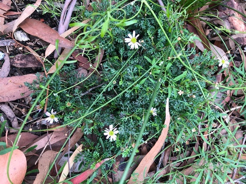 Australisches Gänseblümchen — Bild 2 von 8