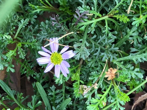 Australisches Gänseblümchen — Bild 3 von 8