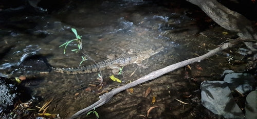 Australisches Süßwasserkrokodil — Bild 5