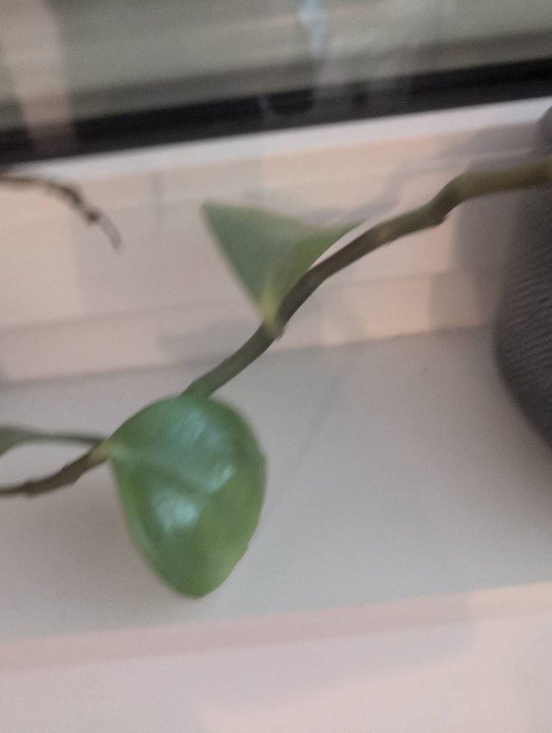 Wachsblume — Bild 3