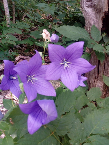 Ballonblume — Bild 5