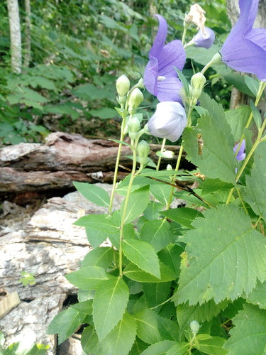 Ballonblume — Bild 4