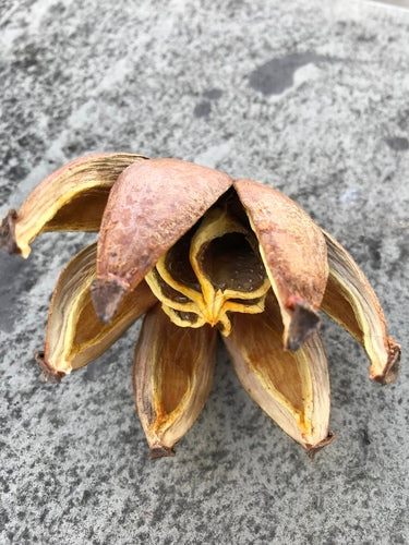 Balsamapfel — Bild 2