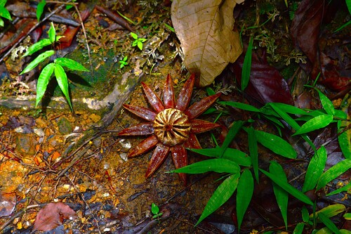 Balsamapfel — Bild 5